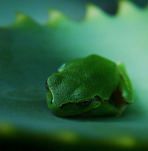 macro photos 29 9843 d069b